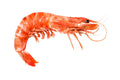 Crevettes cuites indienne - Monodon - Très grosses