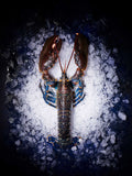 Homard bleu vivant
