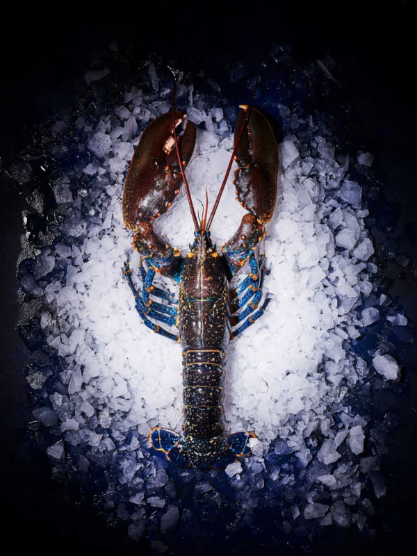 Homard bleu vivant